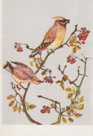 PÁJARO Animales Vintage Tarjeta Postal CPSM #PBR691.ES - Birds