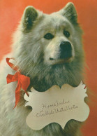 PERRO Animales Vintage Tarjeta Postal CPSM #PBQ588.ES - Honden