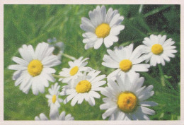 FLORES Vintage Tarjeta Postal CPSM #PAR682.ES - Fleurs