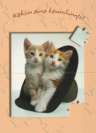 GATO GATITO Animales Vintage Tarjeta Postal CPSM Unposted #PAM305.ES - Cats