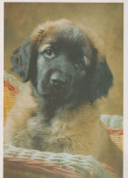 CHIEN Animaux Vintage Carte Postale CPSM #PAN826.FR - Hunde