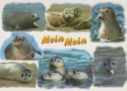 SEAL Animals Vintage Postcard CPSM #PBS660.GB - Andere & Zonder Classificatie