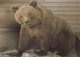 BEAR Animals Vintage Postcard CPSM #PBS350.GB - Bears