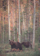 BEAR Animals Vintage Postcard CPSM #PBS103.GB - Bears