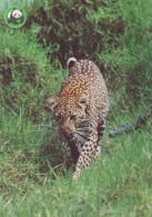 LEOPARD Animals Vintage Postcard CPSM #PBS038.GB - Andere & Zonder Classificatie