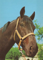 HORSE Animals Vintage Postcard CPSM #PBR888.GB - Paarden