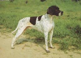 DOG Animals Vintage Postcard CPSM #PAN886.GB - Honden