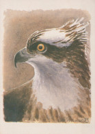 BIRD Animals Vintage Postcard CPSM #PAN306.GB - Vögel