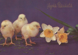 PASQUA POLLO Vintage Cartolina CPSM #PBO931.IT - Pâques