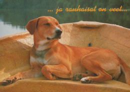CANE Animale Vintage Cartolina CPSM #PAN563.IT - Hunde