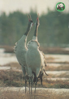 UCCELLO Animale Vintage Cartolina CPSM #PAN310.IT - Oiseaux