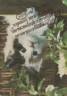 GATTO KITTY Animale Vintage Cartolina CPSM #PAM063.IT - Katten