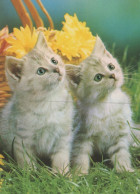 GATTO KITTY Animale Vintage Cartolina CPSM #PAM308.IT - Katten