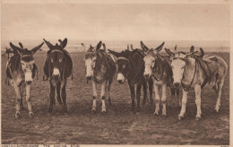 DONKEY Animals Vintage Antique Old CPA Postcard #PAA065.GB - Ezels