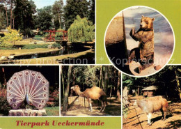 73640207 Ueckermuende Mecklenburg Vorpommern Tierpark Wassergefluegelanlage Brau - Autres & Non Classés