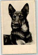 39286406 - Altdeutscher Schaeferhund - Dogs