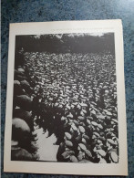 AFFICHE  -  PHOTOGRAPHIQUE  -  AFFICHE POUR LA COMMEMORATION DU 1er MAI A MOSCOU EN  1921 - Afiches