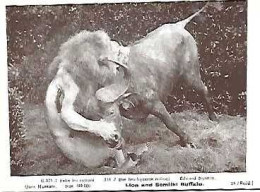 England ** & Postal, Quex Museum, Lion And Semilki Buffalo, Ed. Edward Nyanza (374) - Leoni