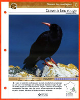 CRAVE A BEC ROUGE Oiseau Illustrée Documentée  Animaux Oiseaux Fiche Dépliante - Animals