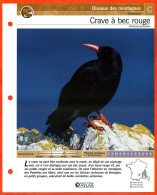 CRAVE A BEC ROUGE Oiseau Illustrée Documentée  Animaux Oiseaux Fiche Dépliante - Animales