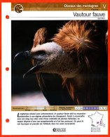 VAUTOUR FAUVE Oiseau Illustrée Documentée  Animaux Oiseaux Fiche Dépliante - Animali