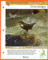 CINCLE PLONGEUR Oiseau Illustrée Documentée  Animaux Oiseaux Fiche Dépliante - Animaux