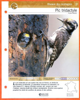 PIC TRIDACTYLE Oiseau Illustrée Documentée  Animaux Oiseaux Fiche Dépliante - Dieren