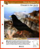 CHOCARD A BEC JAUNE Oiseau Illustrée Documentée  Animaux Oiseaux Fiche Dépliante - Animales