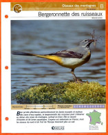 BERGERONNETTE DES RUISSEAUX Oiseau Illustrée Documentée  Animaux Oiseaux Fiche Dépliante - Animaux