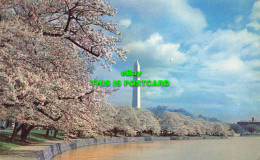 R588087 Washington Monument And Cherry Blossoms. Washington. D. C. Plastichrome. - Mundo