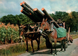 Dans Les Landes - Attelage De Chevaux - Transport De Bois Bucheron Métier - Otros & Sin Clasificación