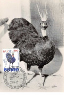 1962 .carte Maximum .belgique .102684 .paon Congolais .zoo .cachet Antwerpen . - 1961-1970