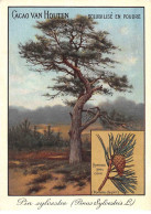 CHROMOS.AM22722.Cacao Van Houten.10x14 Cm Env.Pin Sylvestre (Pinus Sylvestris).Rameau Avec Cône.Pomme De Pin - Van Houten