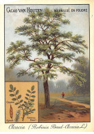 CHROMOS.AM22727.Cacao Van Houten.10x14 Cm Env.Acacia (Robinia Pseud-Acacia).Rameau Fleuri.Gousse - Van Houten