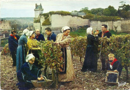 CPM - 37 - CHINON - Vendanges Au Clos De L'Echo, Propriété De R. Couly - Chinon