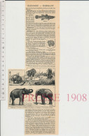 3vues 1908 Eléphants  Animal éléphant Pour Chasse Au Tigre Ordre De L'éléphant Danemark + Siam Ordre De L'éléphant Blanc - Other & Unclassified