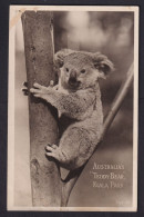 AUSTRALIA ,   KOALA PARK  , OLD  POSTCARD - Other & Unclassified