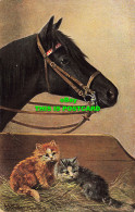 R589733 Horse. Kittens. A. Muller. S. Hildesheimer. No. 5262. 1904 - Wereld