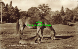 R589322 Ponies In New Forest. C. M. 1933. Thunder And Clayden. 1957 - Wereld