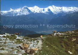 11851993 Gemmenalphorn Steinwild Beatenberg Finsteraarhorn Eiger Moench Jungfrau - Andere & Zonder Classificatie