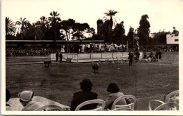 98 MONACO - CARTE PHOTO - Une Demonstration Equestre. - Other & Unclassified