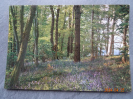 PROMENADE  EN FORET - Alberi