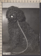 130451CL/ Chien, Caniche Noir, *Tootsie 1948-1963*, Photo Dargence Ou Dargrence Megève - Other & Unclassified