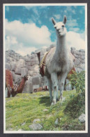 127717/ CUZCO, Llamas In The Fortress Of Sacsayhuamán - Peru