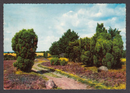 077365/ LÜNEBURGER HEIDE - Lüneburger Heide