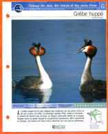 GREBE HUPPE Oiseau Illustrée Documentée  Animaux Oiseaux Fiche Dépliante - Animaux