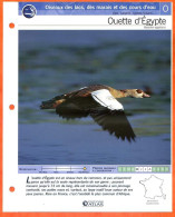 OUETTE D'EGYPTE Oiseau Illustrée Documentée  Animaux Oiseaux Fiche Dépliante - Animaux