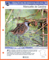 MAROUETTE DE CAROLINE Oiseau Illustrée Documentée  Animaux Oiseaux Fiche Dépliante - Animali