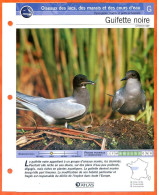 GUIFETTE NOIRE Oiseau Illustrée Documentée  Animaux Oiseaux Fiche Dépliante - Dieren