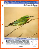 GUEPIER DE PERSE Oiseau Illustrée Documentée  Animaux Oiseaux Fiche Dépliante - Animals